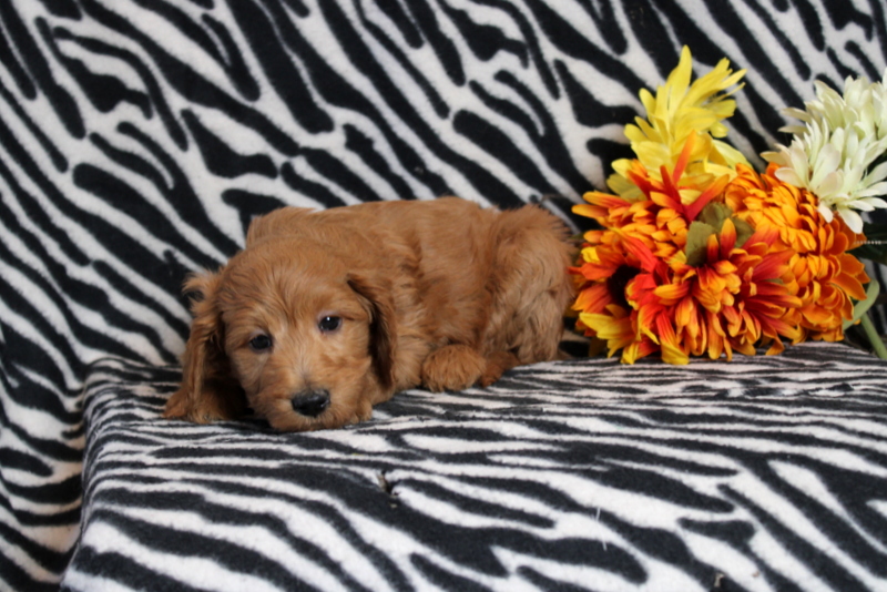 puppy, for, sale, Mini Goldendoodle F2B, Matthew B. Stoltzfus, dog, breeder, Gap, PA, dog-breeder, puppy-for-sale, forsale, nearby, find, puppyfind, locator, puppylocator, aca